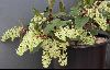 <em>Ribes laurifolium</em> 'Amy Doncaster'